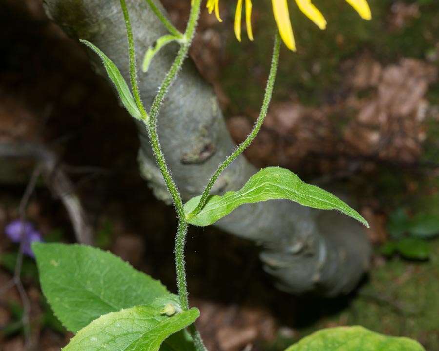 Doronicum austriacum / Doronico austriaco